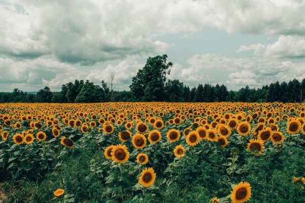 Sunflowers in Morrowind - for Ukraine mod